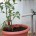@ JarroseLaPlante es una instalación creada por Félicien Goguey y Meghe Thomas. Esta planta tiene una cuenta de twitter, se puede regar a traves de los mensajes directos (DM). Puesto...